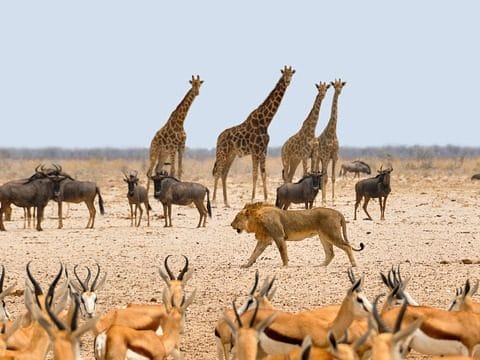 Jenis Fotografi Wildlife yang Cocok untuk Petualang