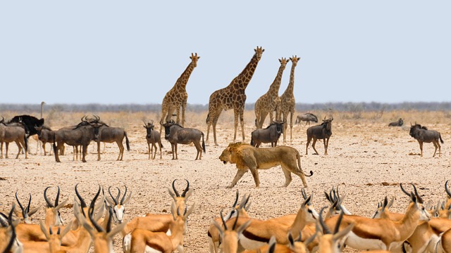 Jenis Fotografi Wildlife