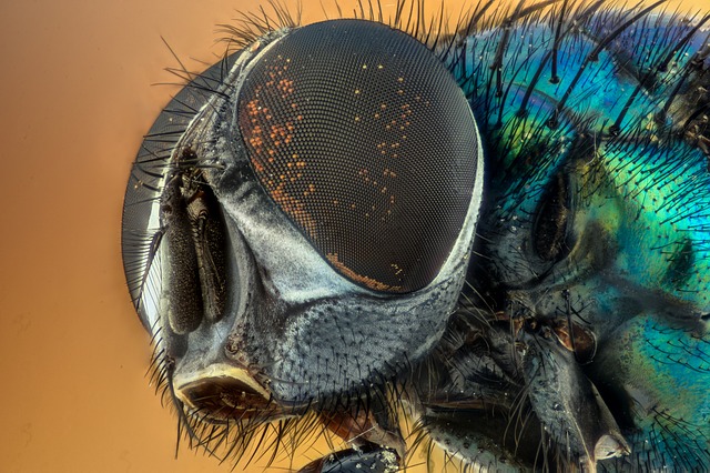 Macro Photography