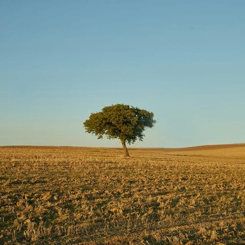 Pohon tunggal di tengah padang luas dengan pencahayaan senja, contoh art photography bergaya minimalis