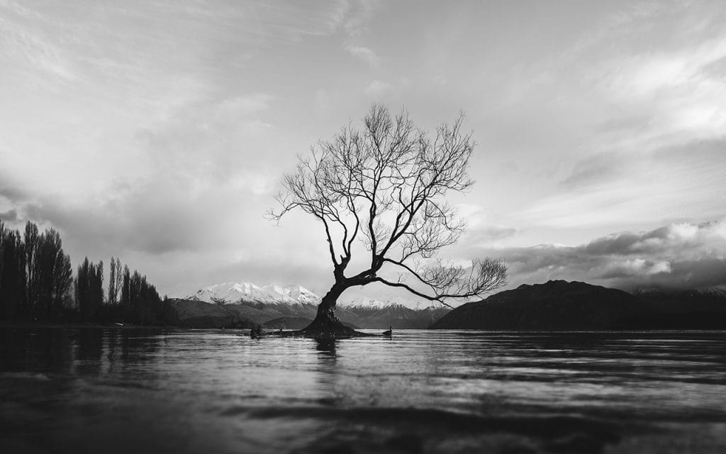 Pohon tunggal di tengah danau dengan latar pegunungan dalam foto hitam putih berkontras tinggi