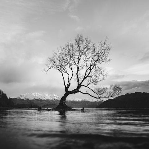 Pohon tunggal di tengah danau dengan latar pegunungan dalam foto hitam putih berkontras tinggi