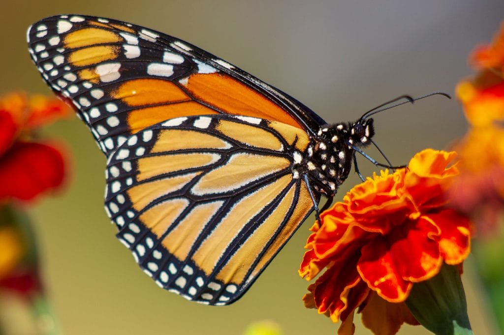 Foto makro kupu-kupu oranye hitam hinggap di bunga marigold berwarna merah oranye dengan detail sayap yang tajam
