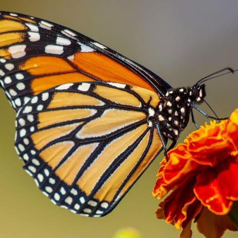 Foto makro kupu-kupu oranye hitam hinggap di bunga marigold berwarna merah oranye dengan detail sayap yang tajam