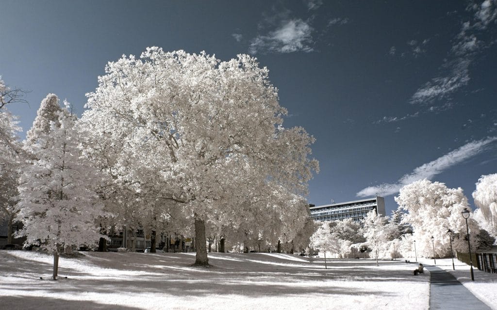 Foto lanskap taman yang diambil dengan teknik fotografi inframerah, menampilkan pepohonan berwarna putih cerah dan langit gelap kebiruan di siang hari