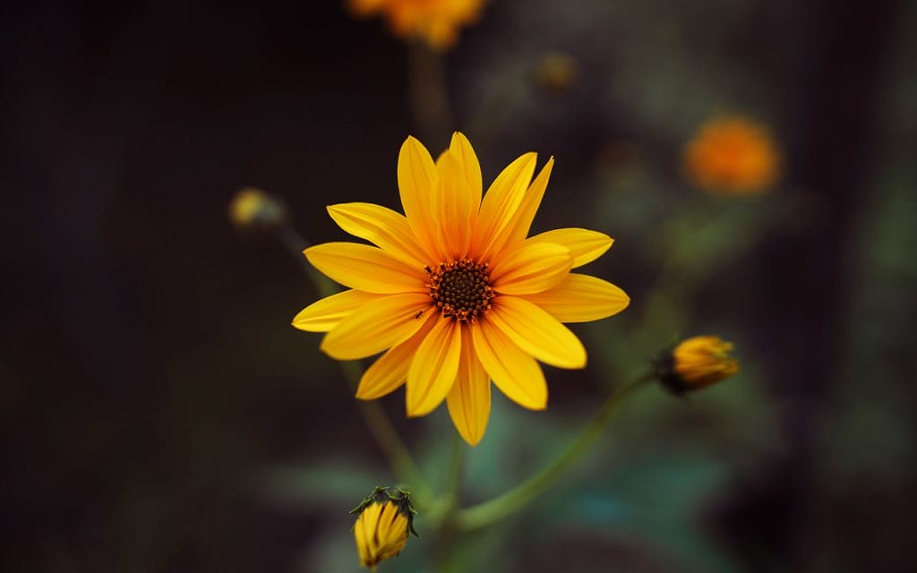 Contoh fotografi makro bunga kuning dengan detail kelopak yang tajam dan latar belakang blur