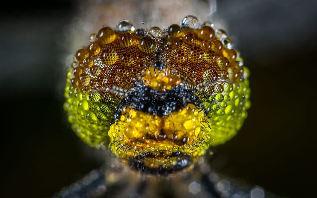 Contoh fotografi mikro kepala serangga dengan detail tetesan air dan tekstur mata majemuk