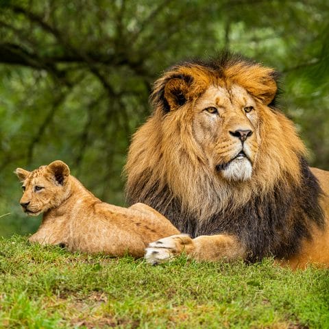 Foto singa jantan dan anaknya beristirahat di alam liar, contoh wildlife photography yang menampilkan kehidupan satwa di habitat aslinya