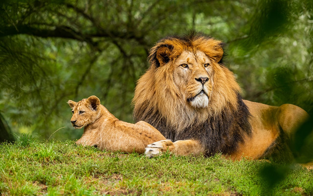 Foto singa jantan dan anaknya beristirahat di alam liar, contoh wildlife photography yang menampilkan kehidupan satwa di habitat aslinya.