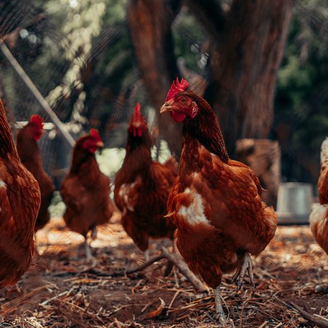 Ayam kampung asli di peternakan dengan daging padat dan rendah lemak