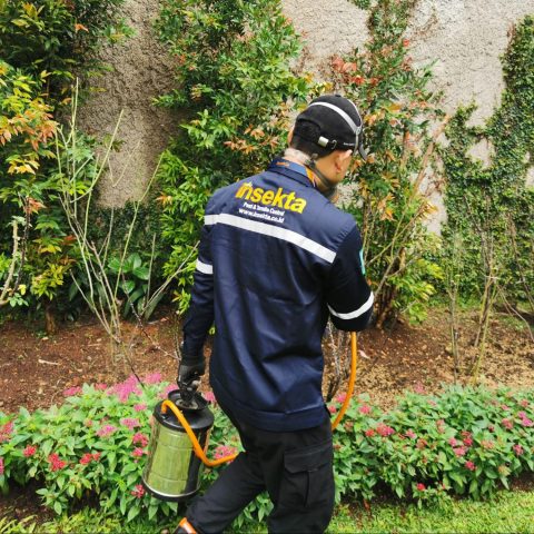 layanan jasa pest control Insekta untuk pengendalian hama
