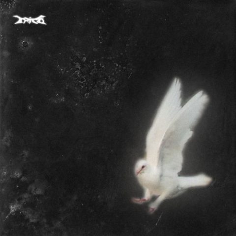 Lirik Lagu Trico - birds
