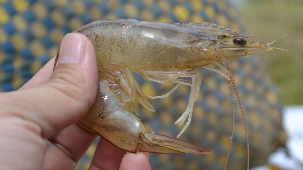 Udang vaname dalam budidaya tambak