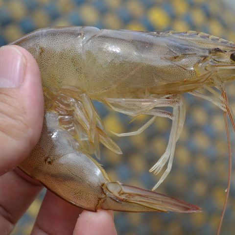 Udang vaname dalam budidaya tambak